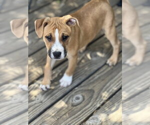 Boxer-Unknown Mix Dogs for adoption in Dana Point, CA, USA