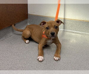 Mutt Dogs for adoption in Rancho Cucamonga, CA, USA