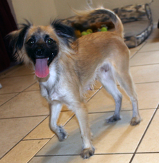 Papshund Dogs for adoption in Phoenix, AZ, USA
