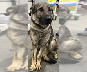 German Shepherd Dog Dogs for adoption in Forestville, MD, USA