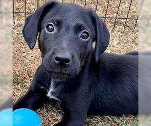 Gollie Dogs for adoption in Canton, CT, USA