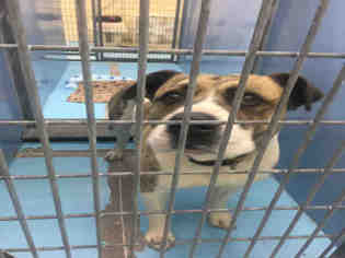 American Bulldog Dogs for adoption in Las Vegas, NV, USA