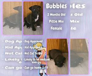 Mutt Dogs for adoption in Jacksonville, NC, USA