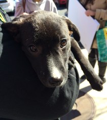 Medium Photo #1 Lab-Pointer Puppy For Sale in Fredericksburg, VA, USA
