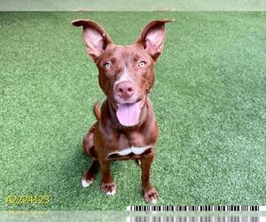 Labrador Retriever-Unknown Mix Dogs for adoption in West Palm Beach, FL, USA
