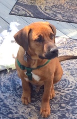 Medium Photo #1 Labrador Retriever Puppy For Sale in Cary, NC, USA
