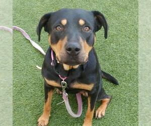 Medium Photo #1 Rottweiler-Unknown Mix Puppy For Sale in Las Vegas, NV, USA
