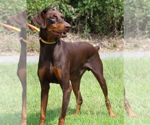 Doberman Pinscher Dogs for adoption in Prattville, AL, USA