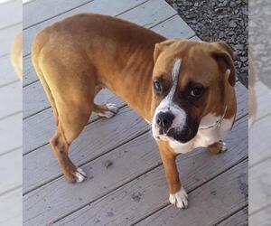 Boxer Dogs for adoption in Newfoundland, PA, USA