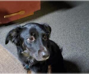 Border Collie-Gordon Setter Mix Dogs for adoption in Grantville, PA, USA