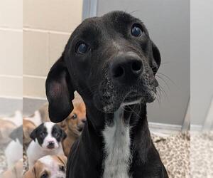 American Staffordshire Terrier-Unknown Mix Dogs for adoption in San Antonio, TX, USA