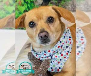 Dachshund-Unknown Mix Dogs for adoption in Kennesaw, GA, USA