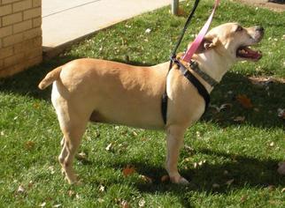 Staffordshire Bull Terrier Dogs for adoption in Cleburne, TX, USA