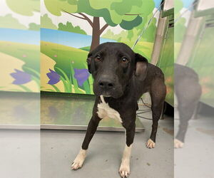 Labrador Retriever-Unknown Mix Dogs for adoption in Waco, TX, USA