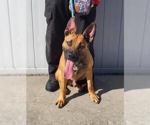 German Shepherd Dog-Unknown Mix Dogs for adoption in Louisville, KY, USA