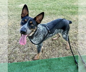 Mutt Dogs for adoption in Paso Robles, CA, USA