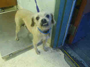 Border Terrier Dogs for adoption in Rancho Cucamonga, CA, USA