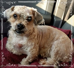 Shih-Poo Dogs for adoption in Akron, OH, USA