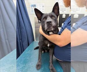 German Shepherd Dog-Unknown Mix Dogs for adoption in Mobile, AL, USA