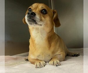 Chihuahua-Unknown Mix Dogs for adoption in San Antonio, TX, USA