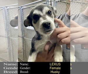 Siberian Husky-Unknown Mix Dogs for adoption in Cedar Crest, NM, USA