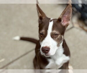 American Pit Bull Terrier-Unknown Mix Dogs for adoption in Tulsa, OK, USA