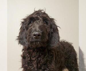 Goldendoodle Dogs for adoption in Eden Prairie, MN, USA