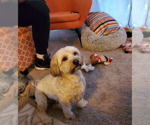 Shih Tzu-Unknown Mix Dogs for adoption in Chandler, AZ, USA