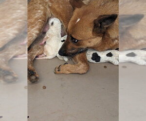 Mutt Dogs for adoption in Riverside, CA, USA