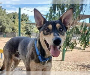 German Shepherd Dog-Unknown Mix Dogs for adoption in Martinez, CA, USA