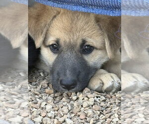 German Shepherd Dog Dogs for adoption in Bolivar, MO, USA