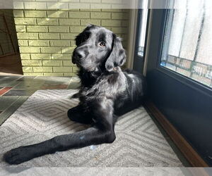 Mutt Dogs for adoption in Columbus, IN, USA