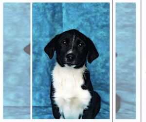 Labrador Retriever-Unknown Mix Dogs for adoption in Aurora, IN, USA