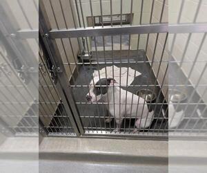 American Pit Bull Terrier-Unknown Mix Dogs for adoption in Upland, CA, USA