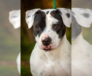 Bullboxer Pit Dogs for adoption in Johnson City, TN, USA