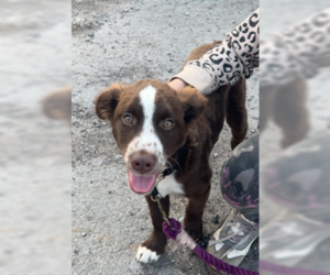 Labrador Retriever-Unknown Mix Dogs for adoption in SHERBURNE, NY, USA