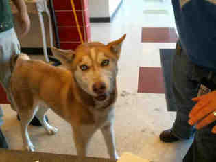 Siberian Husky Dogs for adoption in Plano, TX, USA
