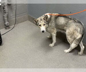 Siberian Husky-Unknown Mix Dogs for adoption in Las Vegas, NV, USA