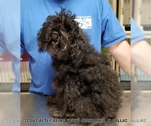 Poodle (Miniature) Dogs for adoption in Dallas, TX, USA