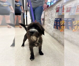 - Mix Dogs for adoption in Sugar Land, TX, USA