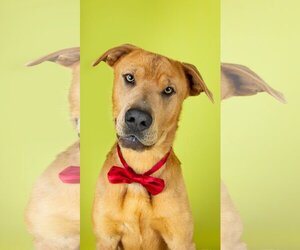Chinese Shar-Pei-Labrador Retriever Mix Dogs for adoption in Sandy, UT, USA