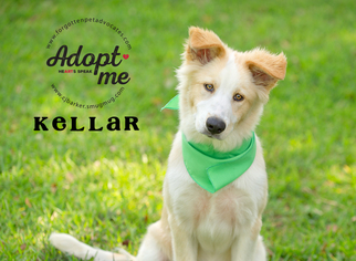 Golden Pyrenees Dogs for adoption in Pearland, TX, USA