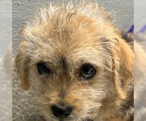Mutt Dogs for adoption in Las Vegas, NV, USA