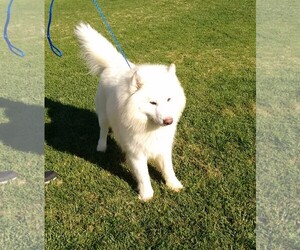 Samoyed Dogs for adoption in Los Angeles, CA, USA