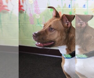 Medium Photo #1 American Pit Bull Terrier Puppy For Sale in Waynesboro, PA, USA