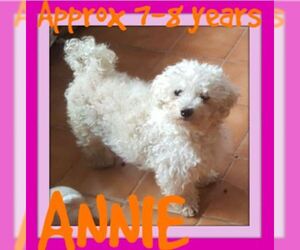 Bichon Frise Dogs for adoption in Sebec, ME, USA
