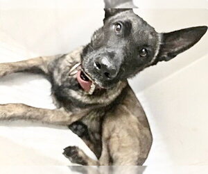 Mutt Dogs for adoption in Houston, TX, USA