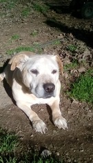 Labrador Retriever Dogs for adoption in Yreka, CA, USA