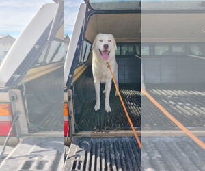 Great Pyrenees Dogs for adoption in Bountiful, UT, USA