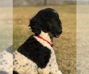 Poodle (Standard) Dogs for adoption in Pacolet, SC, USA
